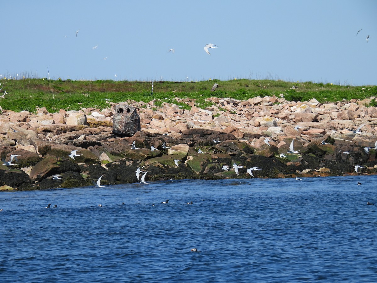 Common Tern - ML619935633