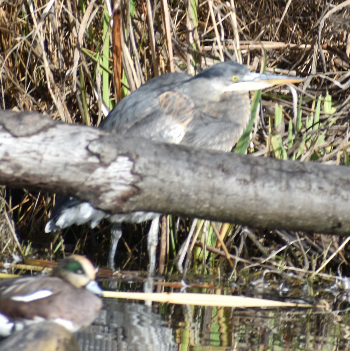 Great Blue Heron - ML619935639