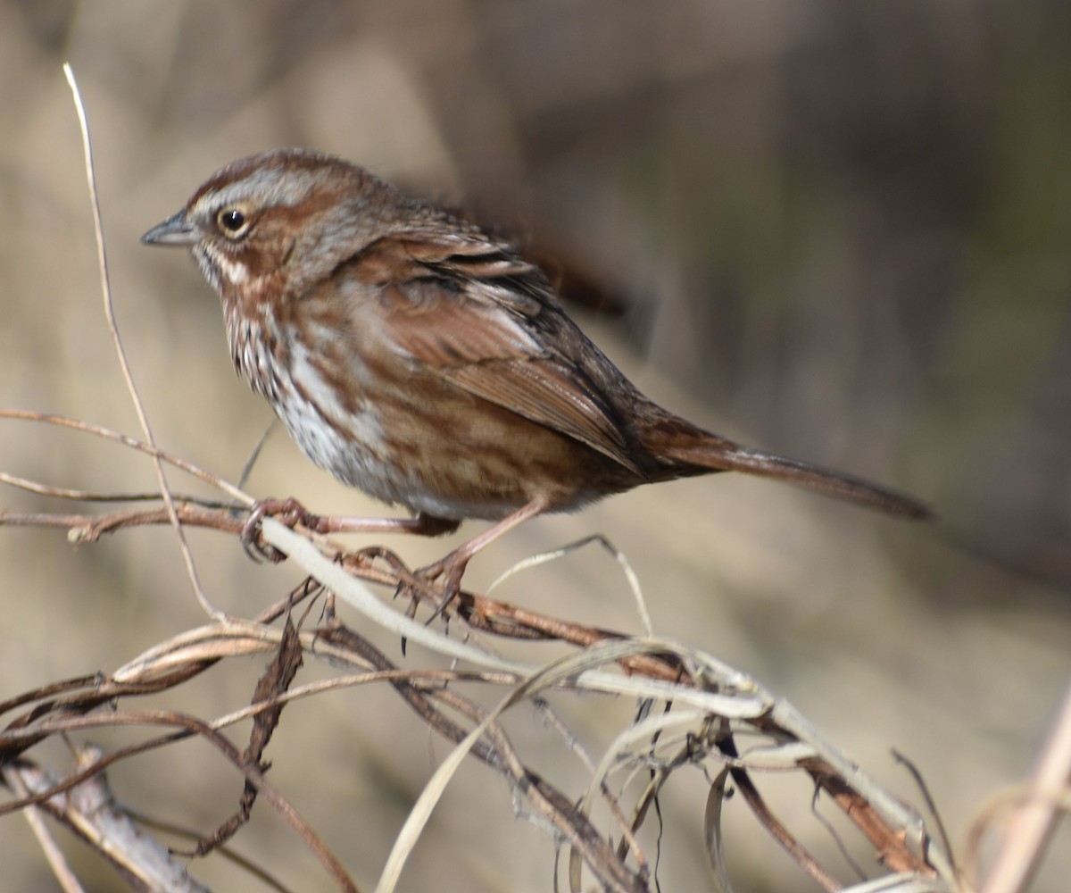 Song Sparrow - Sally Anderson