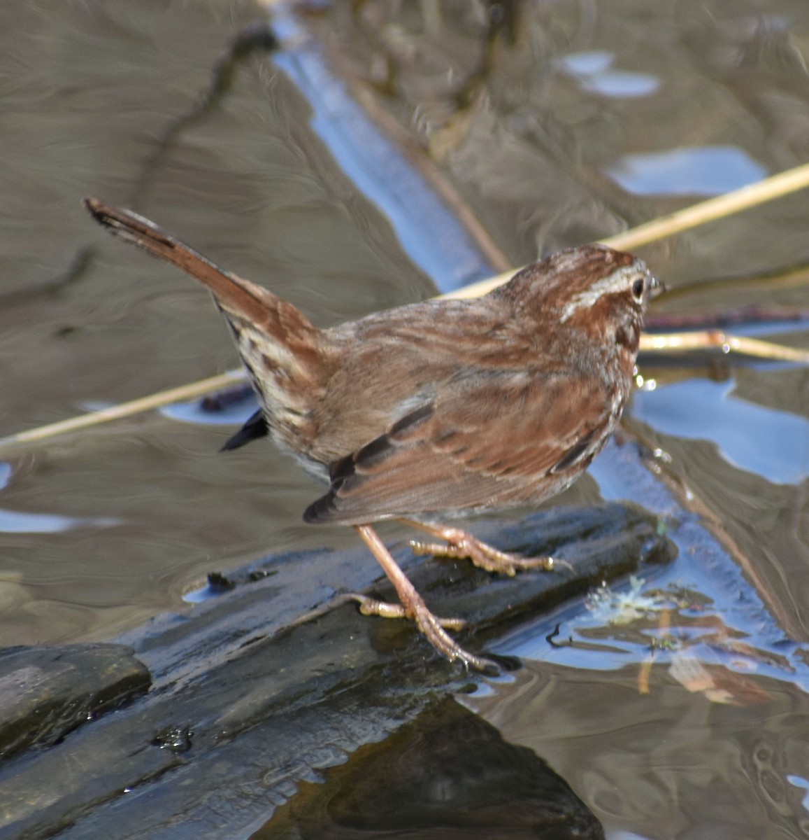 Song Sparrow - ML619935648