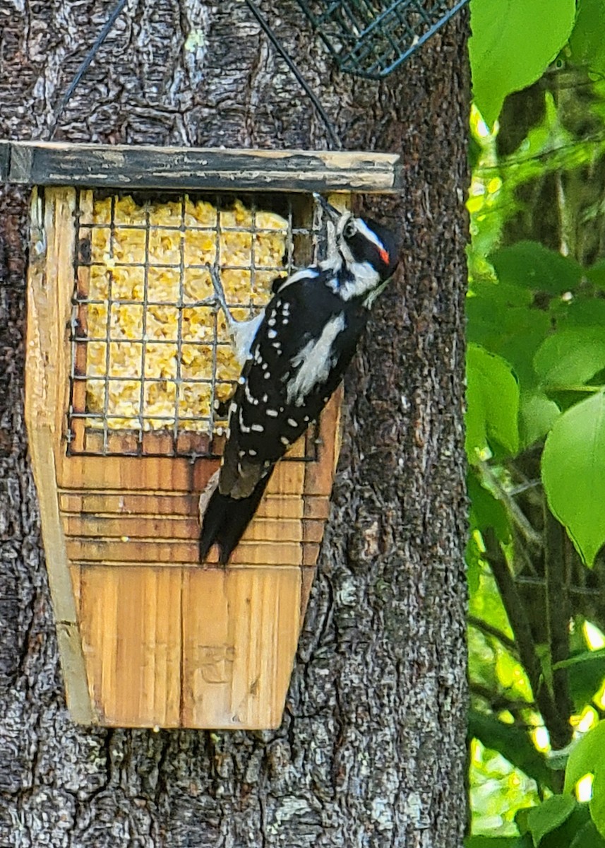 Hairy Woodpecker - ML619935652