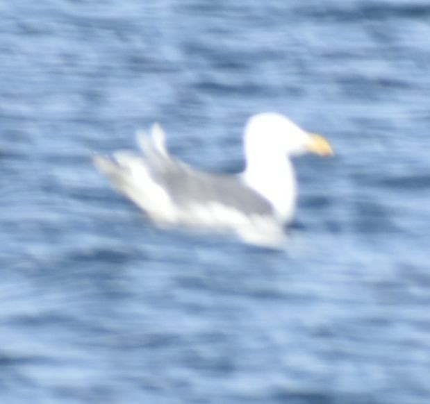 Glaucous-winged Gull - ML619935662