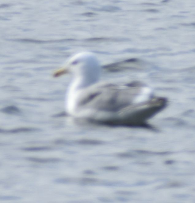 Larus sp. - ML619935666