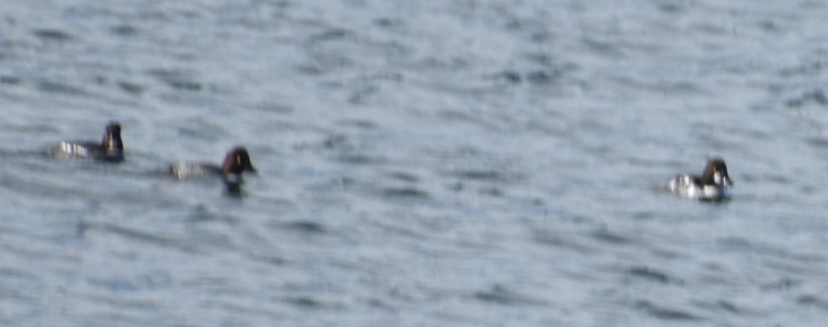 Common Goldeneye - Sally Anderson