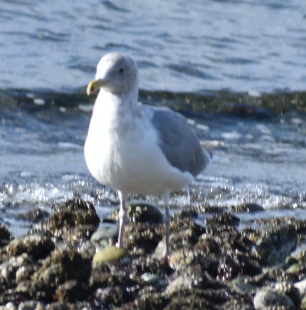 Glaucous-winged Gull - ML619935692