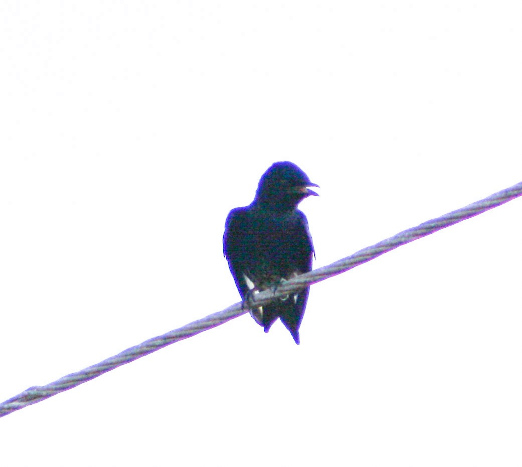 Cuban Martin - ML619935701