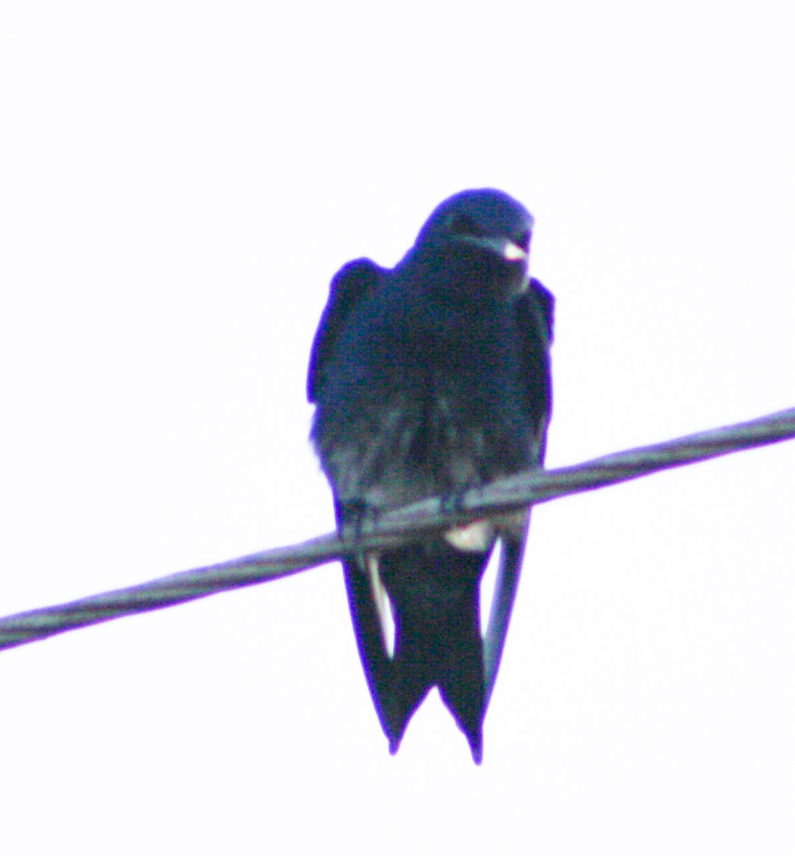 Cuban Martin - ML619935702