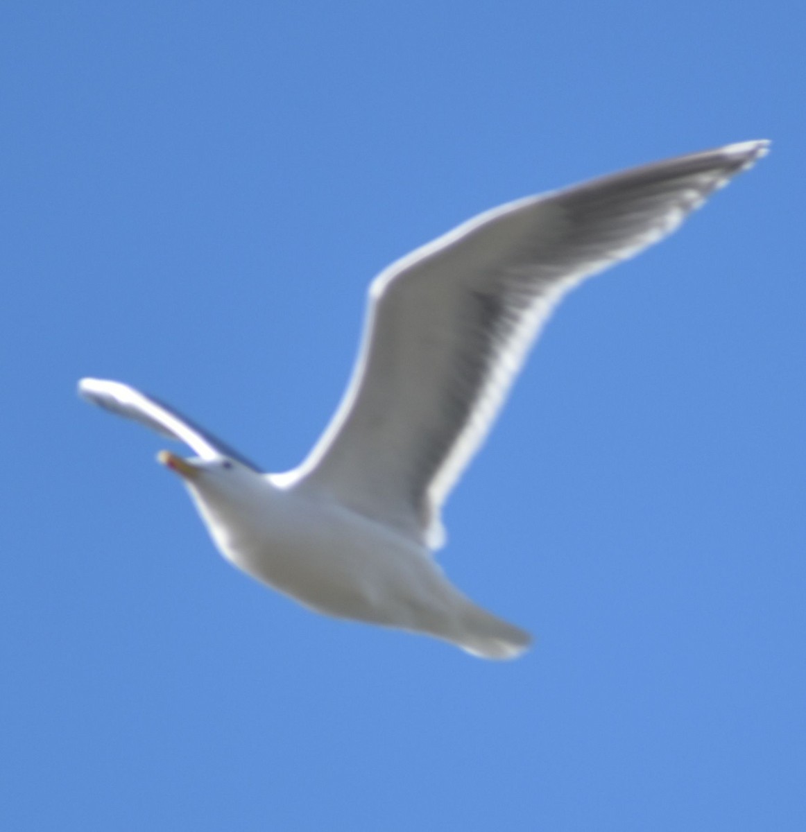 Larus sp. - ML619935708