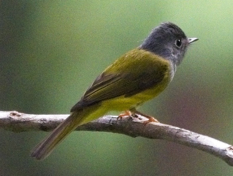 Gray-headed Canary-Flycatcher - ML619935709
