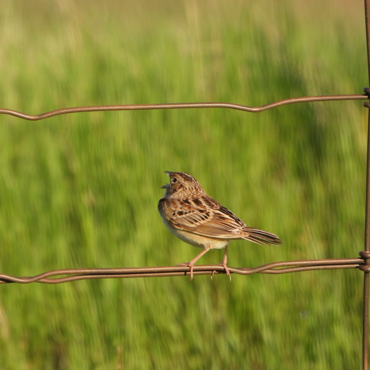 Grasshopper Sparrow - ML619935725