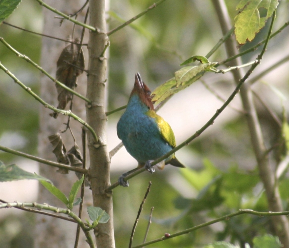 Bay-headed Tanager - ML619935770