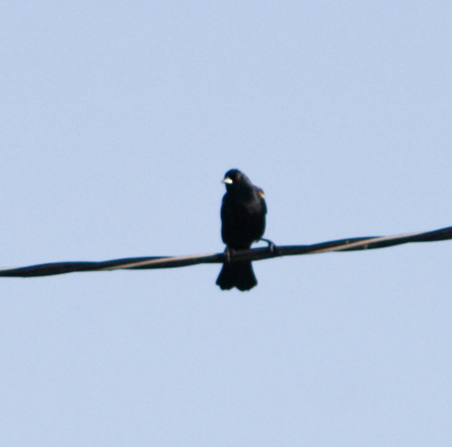Tawny-shouldered Blackbird - ML619935772