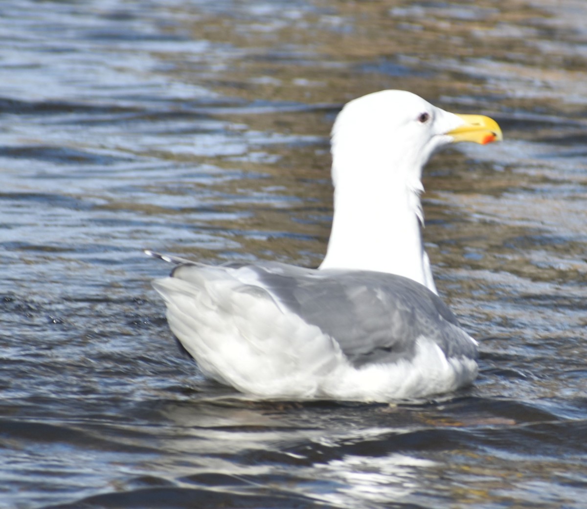 Glaucous-winged Gull - ML619935776