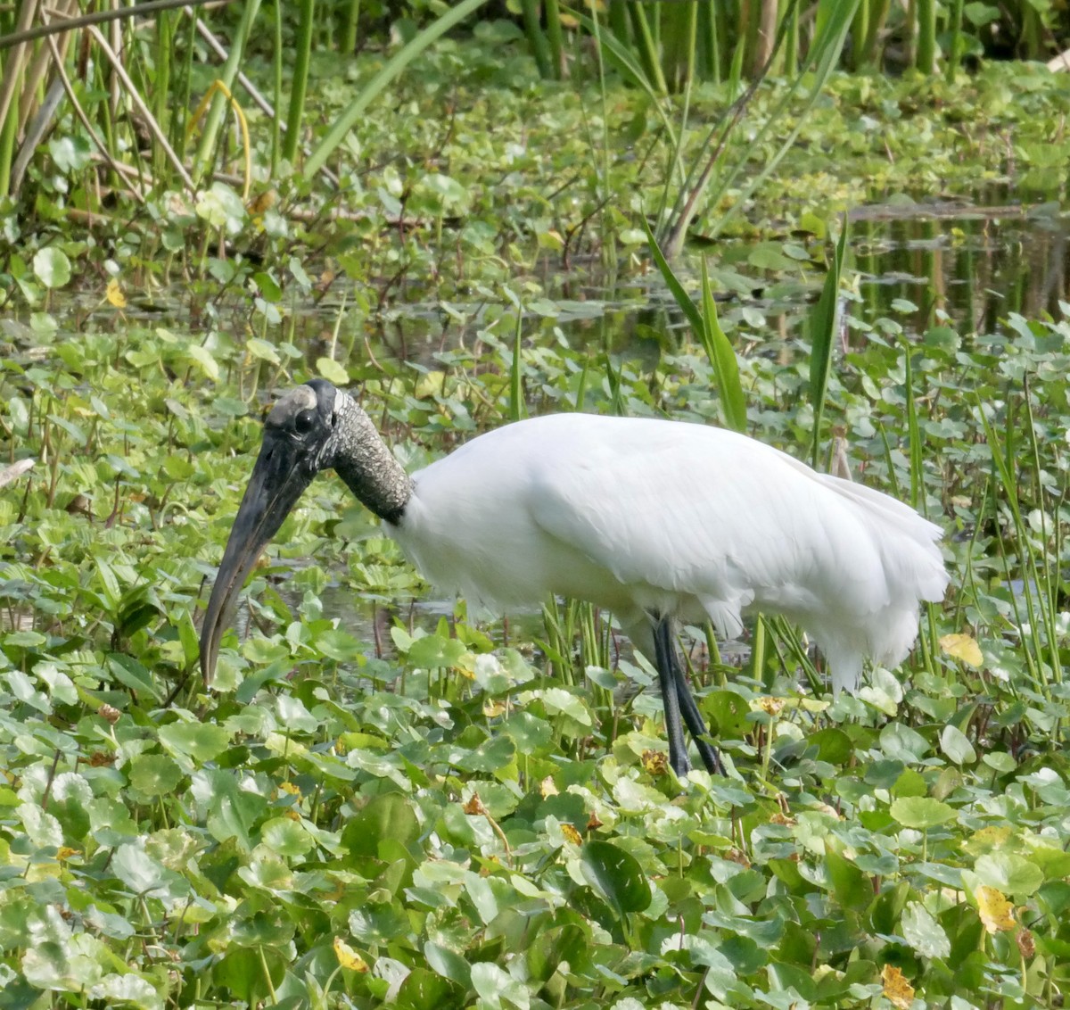 Wood Stork - ML619935796