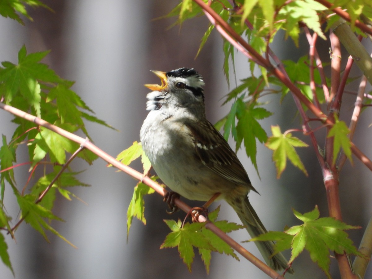 White-crowned Sparrow - ML619935806