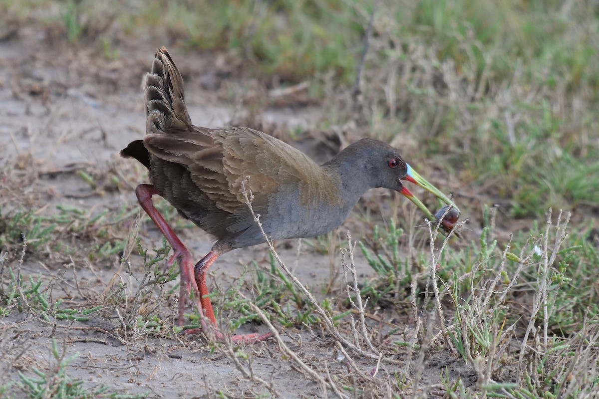 Plumbeous Rail - ML619935815