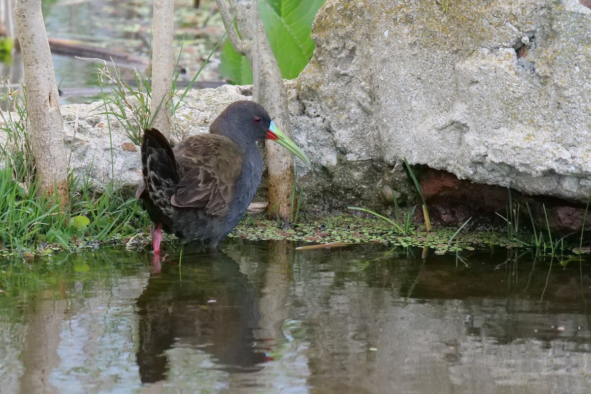 Plumbeous Rail - ML619935817