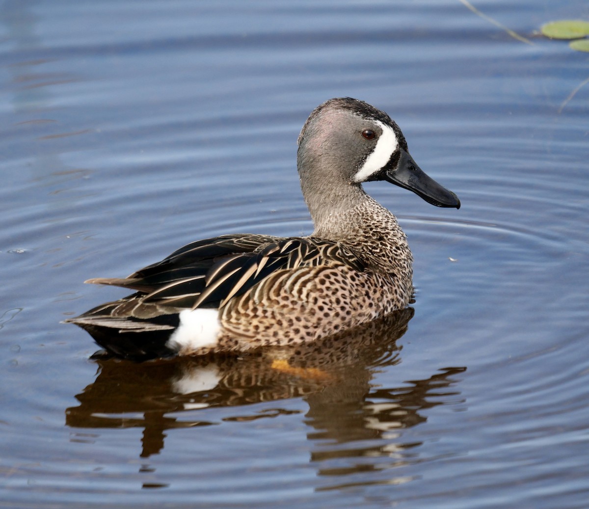 Blue-winged Teal - ML619935821