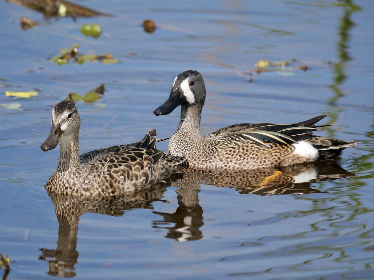 Blue-winged Teal - ML619935822