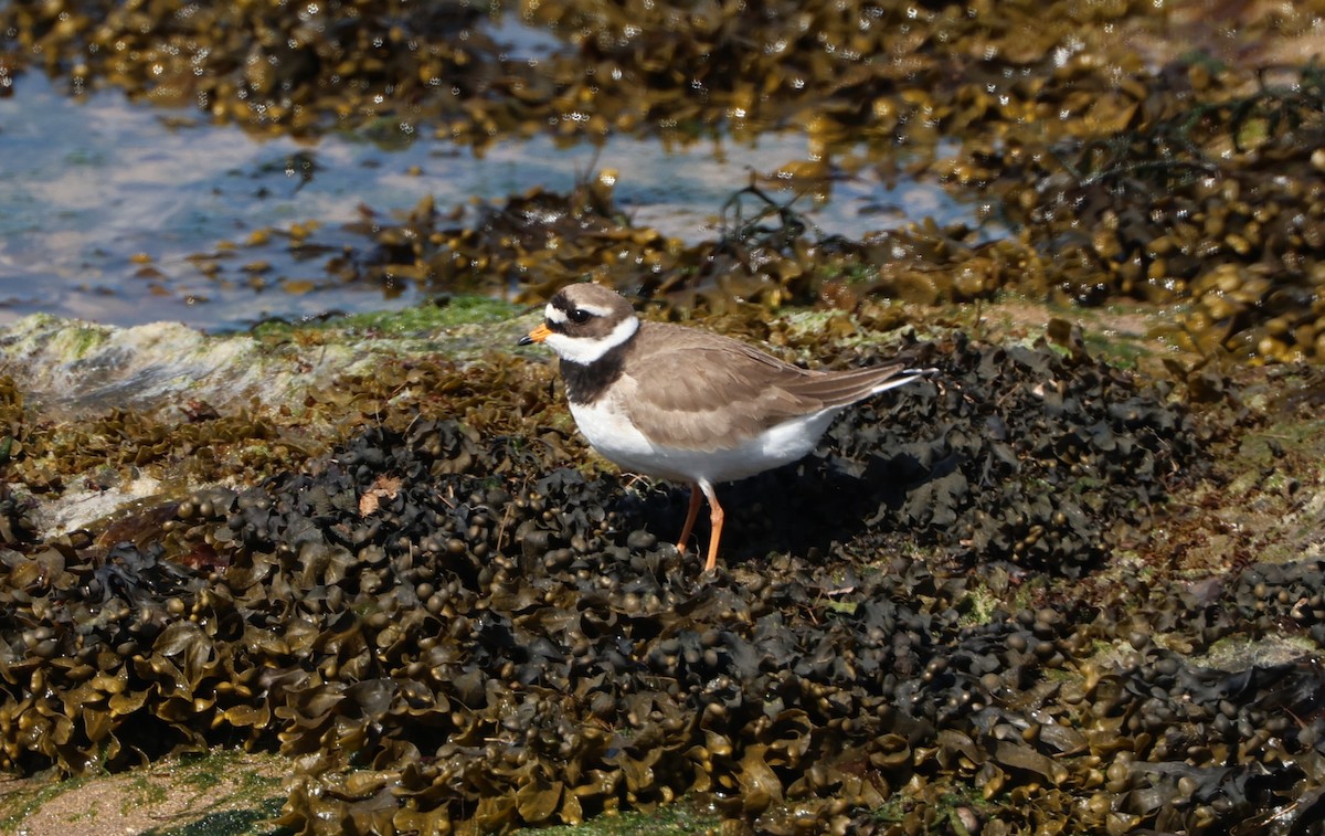 Common Ringed Plover - ML619935873