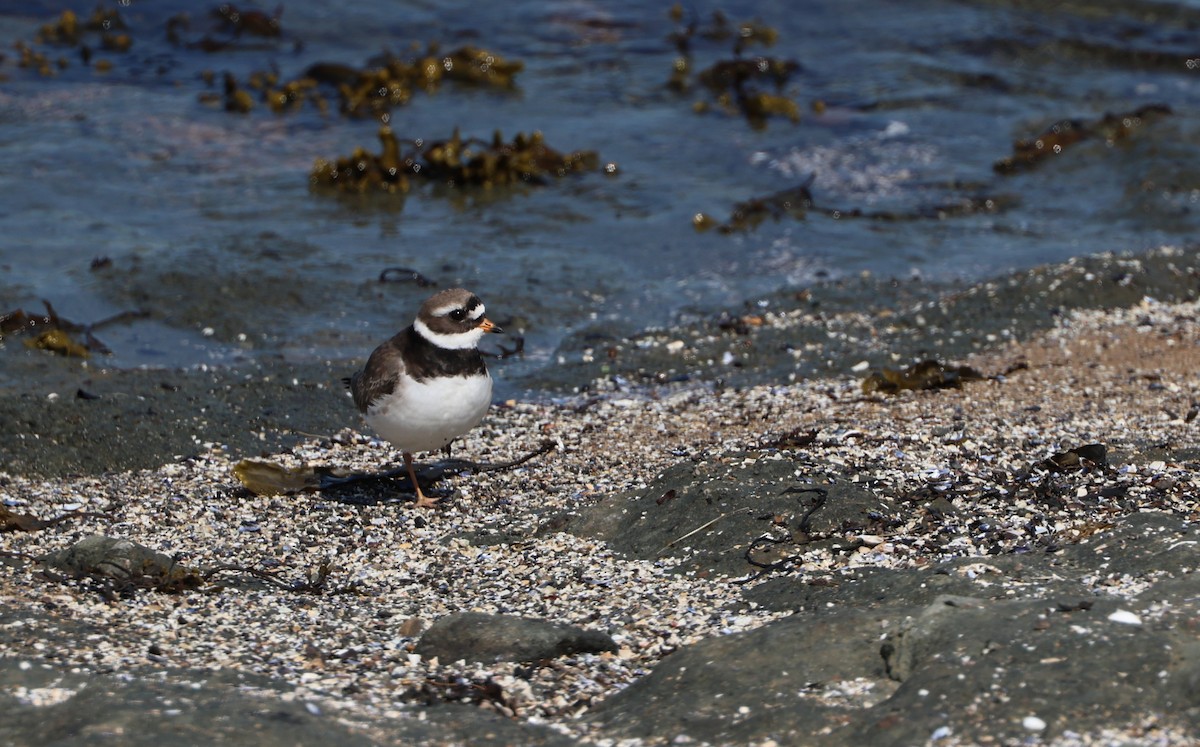 Common Ringed Plover - ML619935874