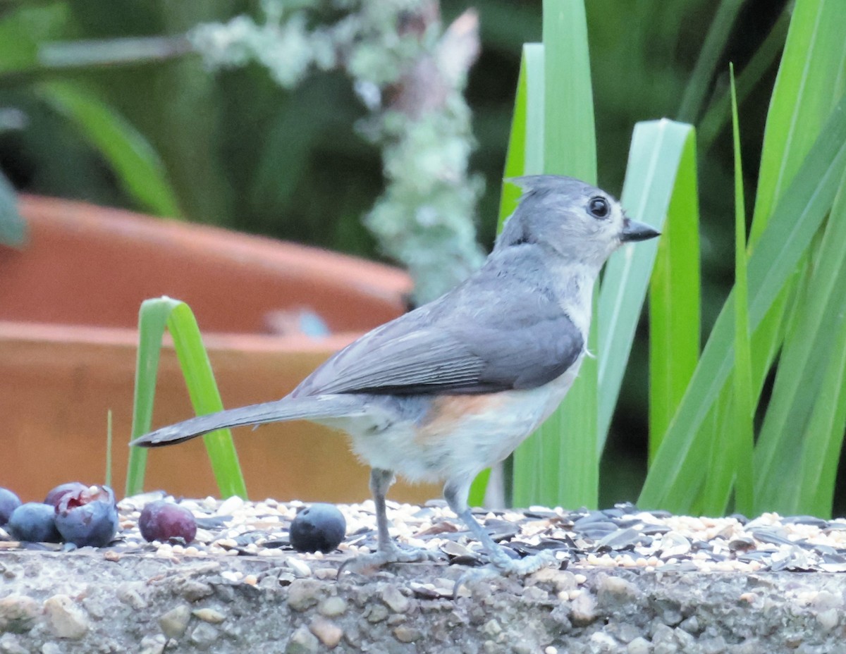 Tufted Titmouse - ML619935896