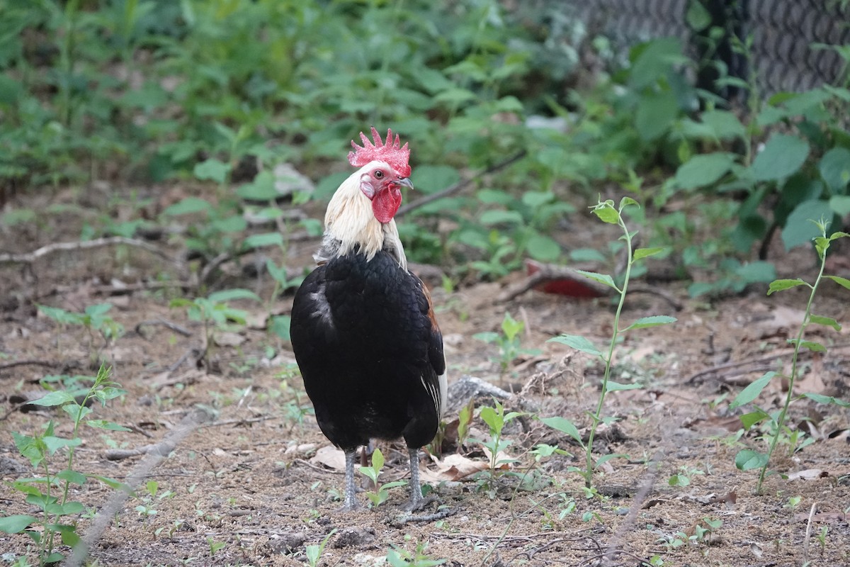 Red Junglefowl (Domestic type) - ML619935907