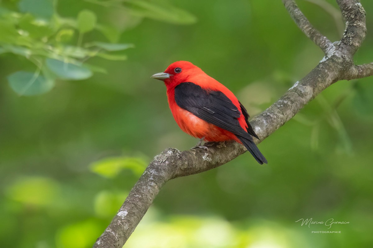 Scarlet Tanager - ML619935914