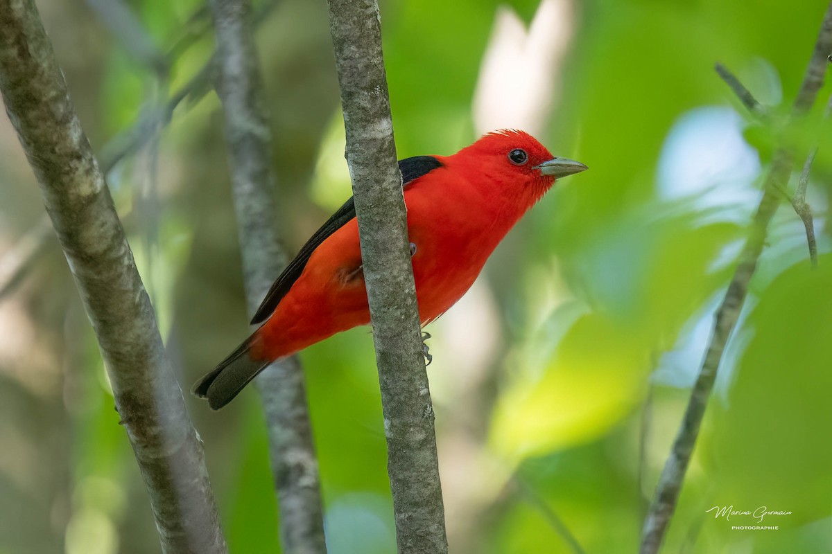 Scarlet Tanager - ML619935917