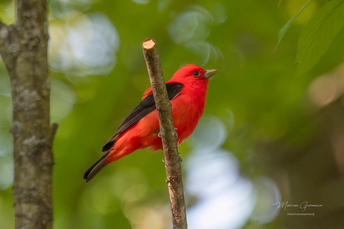 Scarlet Tanager - ML619935923