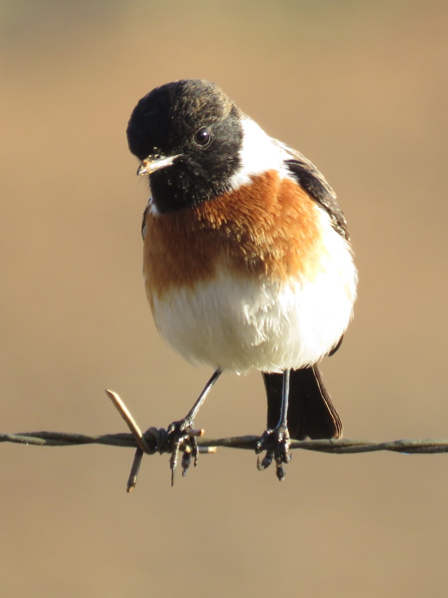 African Stonechat (African) - ML619935925