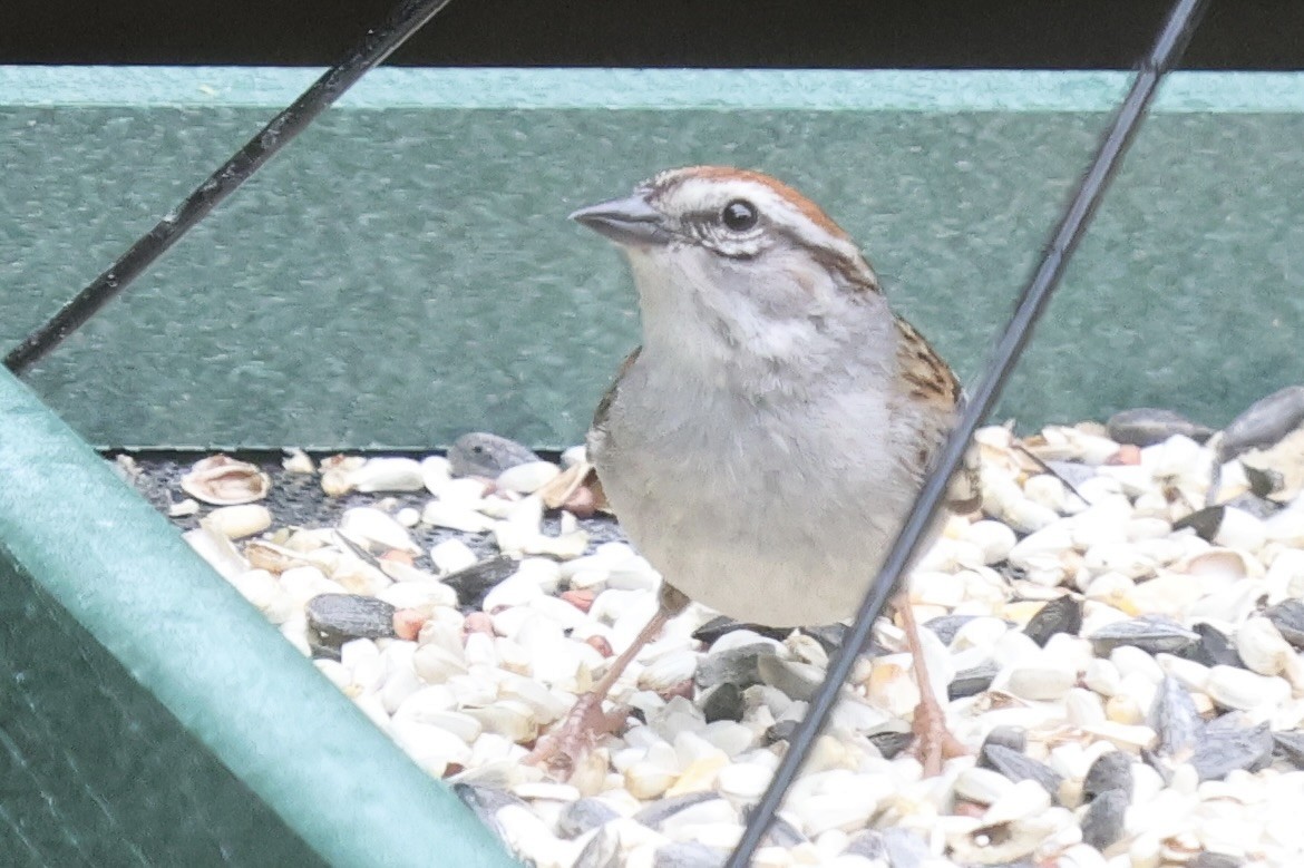 Chipping Sparrow - ML619935927