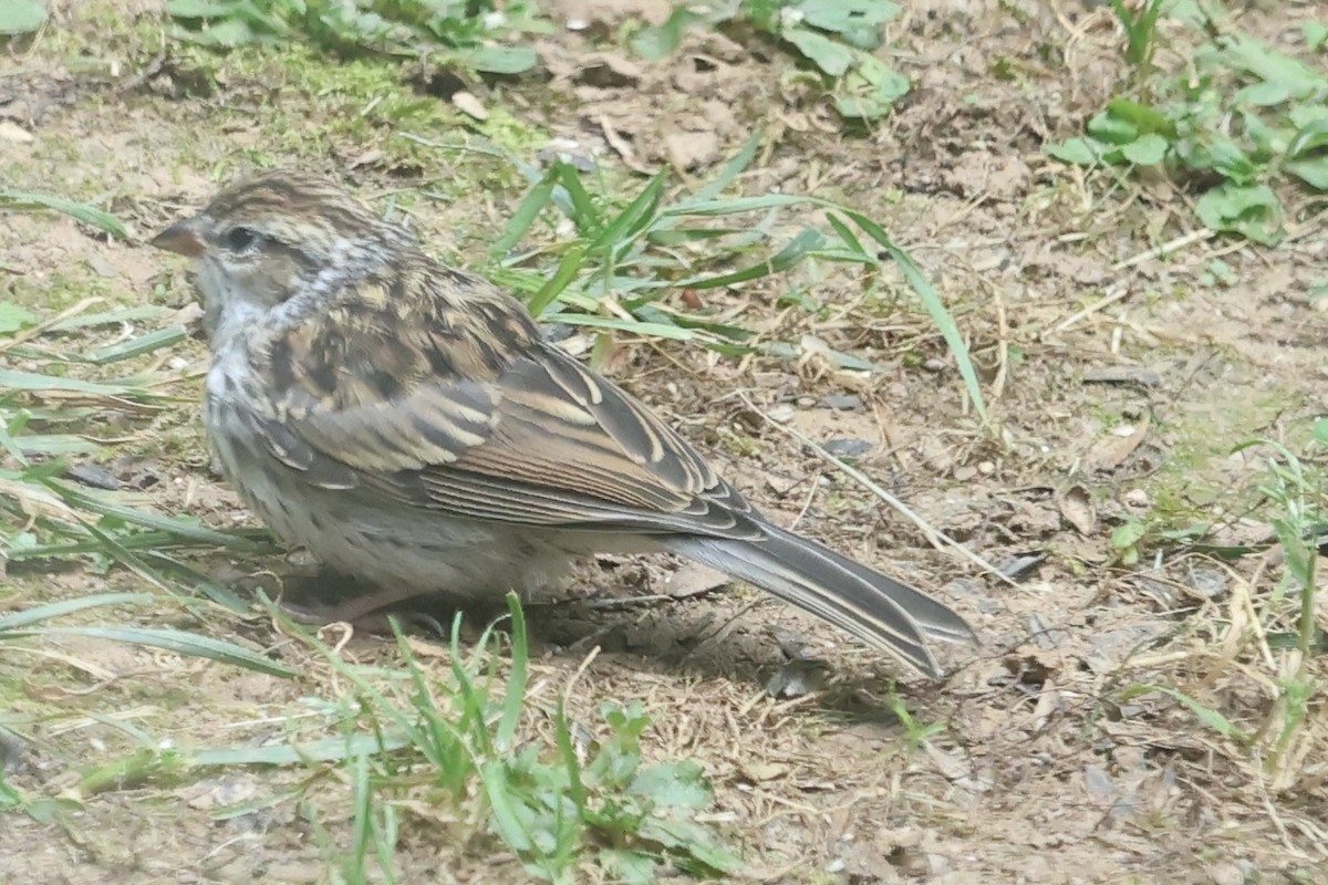 Chipping Sparrow - ML619935928