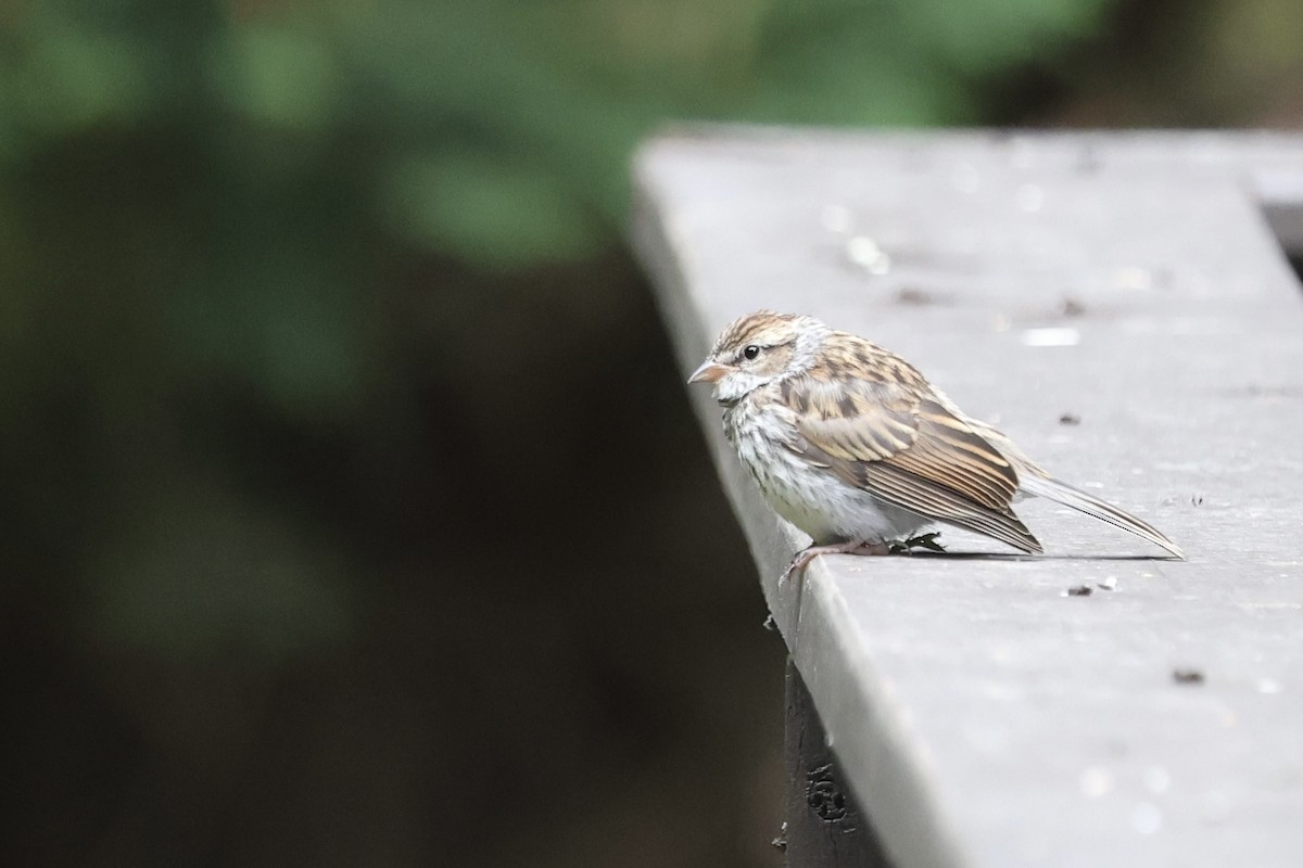 Chipping Sparrow - ML619935929