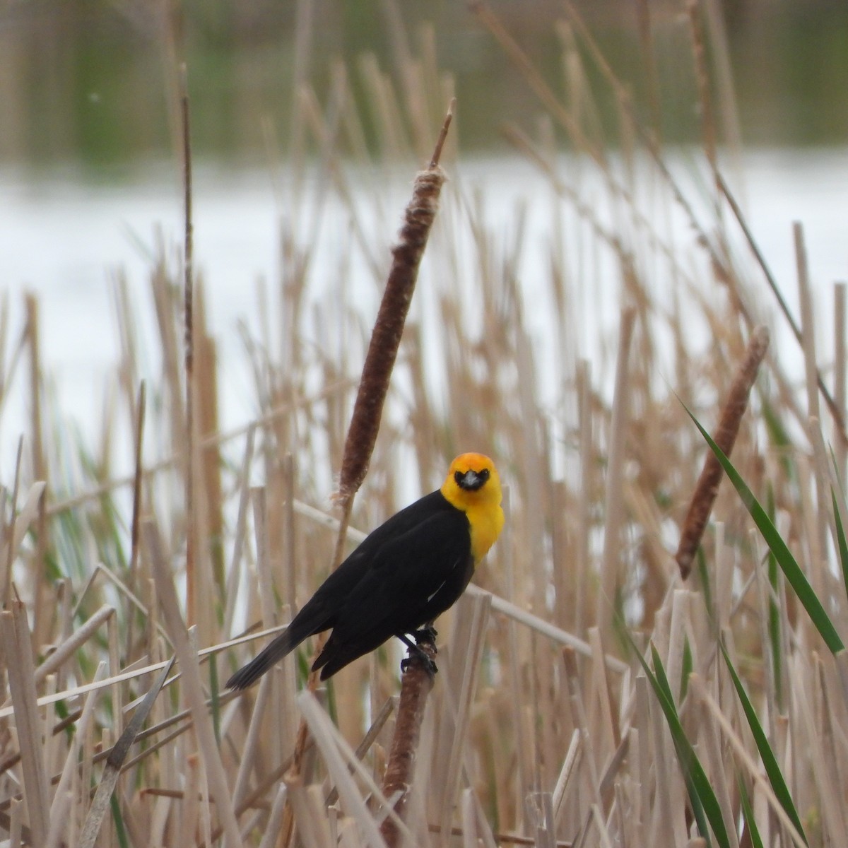Yellow-headed Blackbird - ML619935932