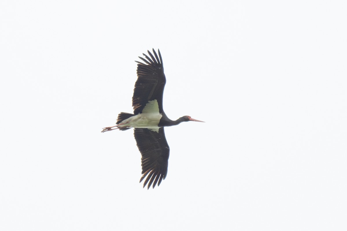 Black Stork - ML619935938