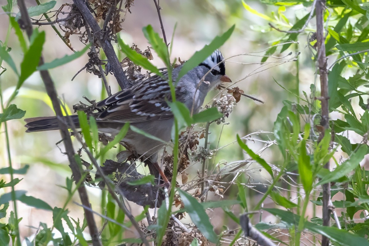 White-crowned Sparrow - ML619935940