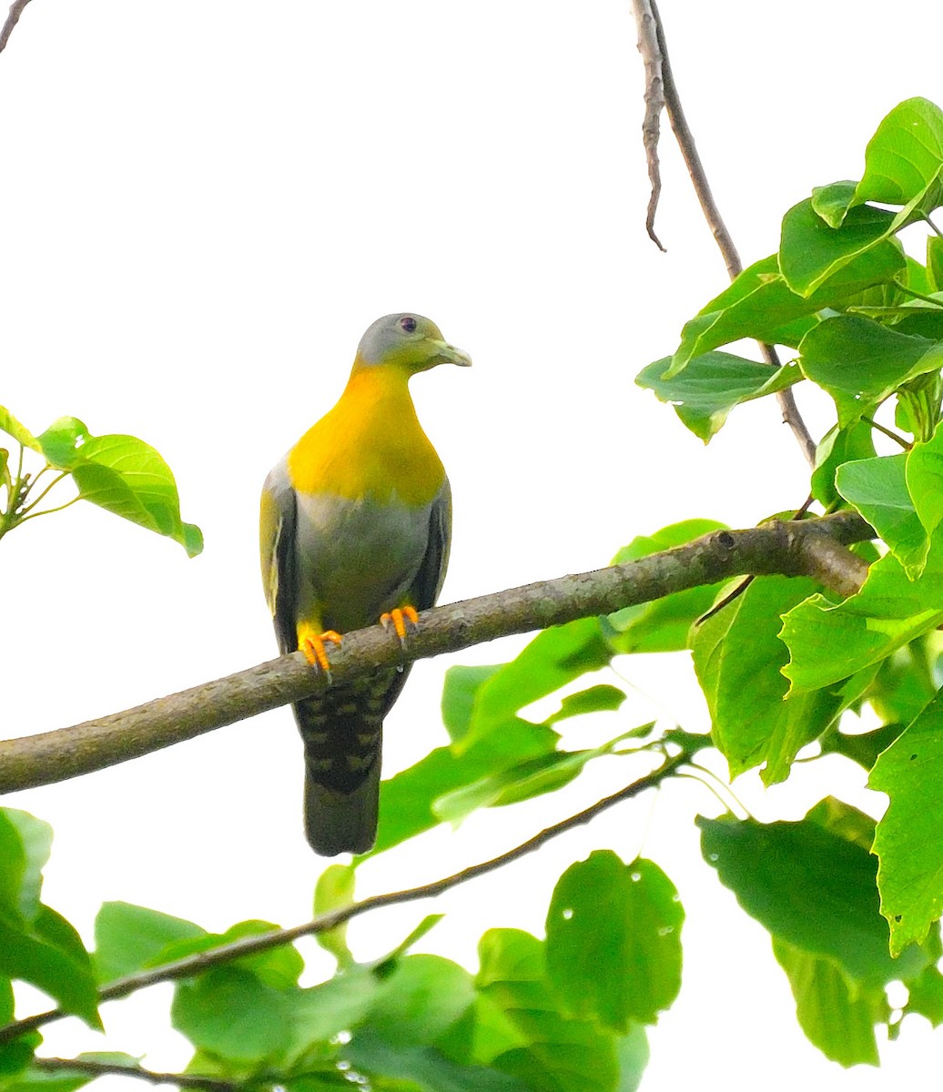 Yellow-footed Green-Pigeon - ML619935945