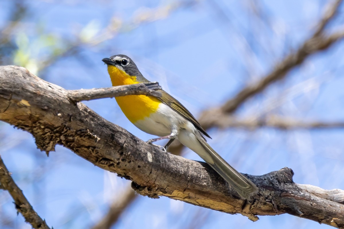 Yellow-breasted Chat - ML619935947