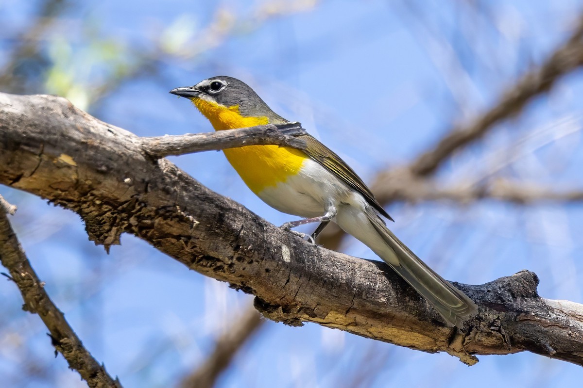 Yellow-breasted Chat - ML619935951