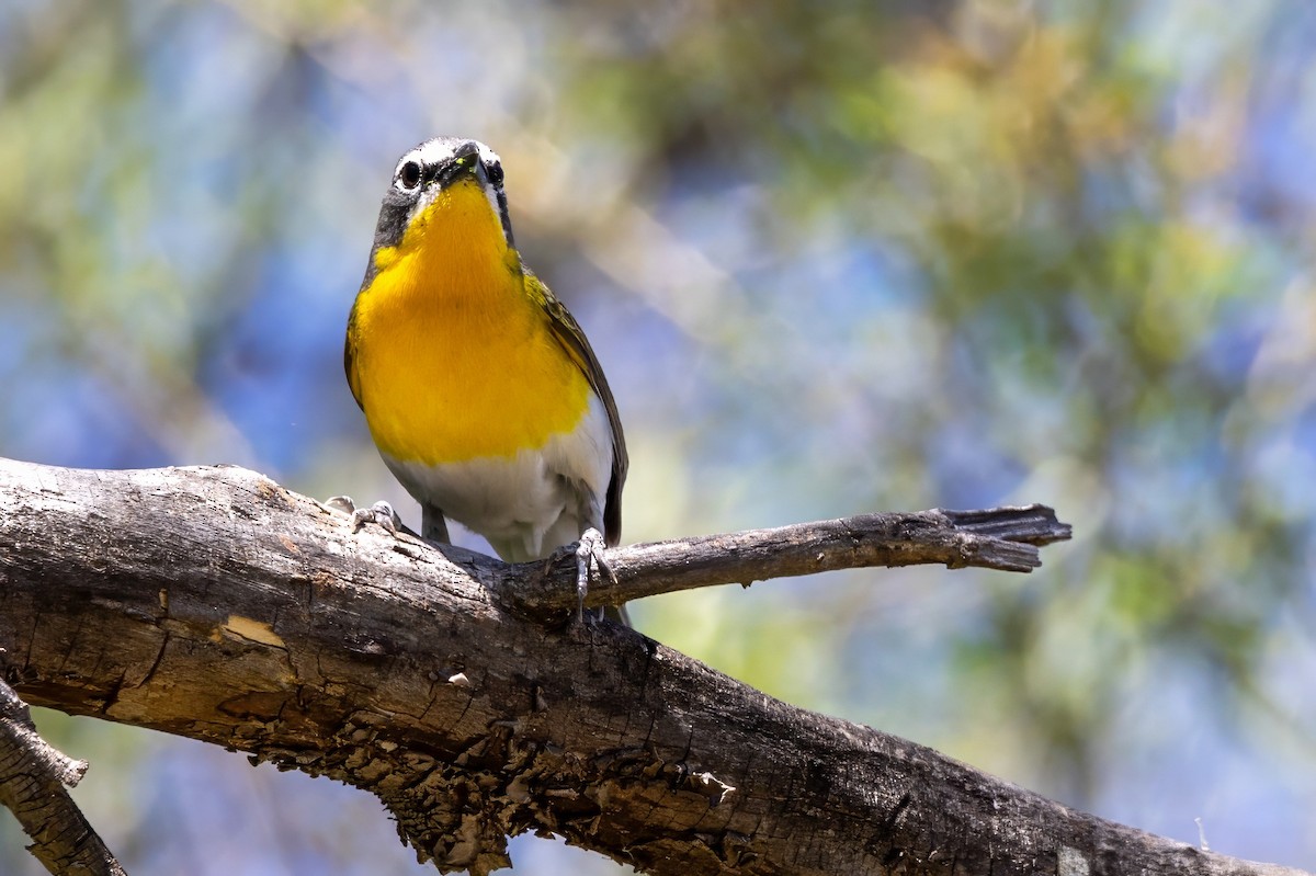 Yellow-breasted Chat - ML619935955