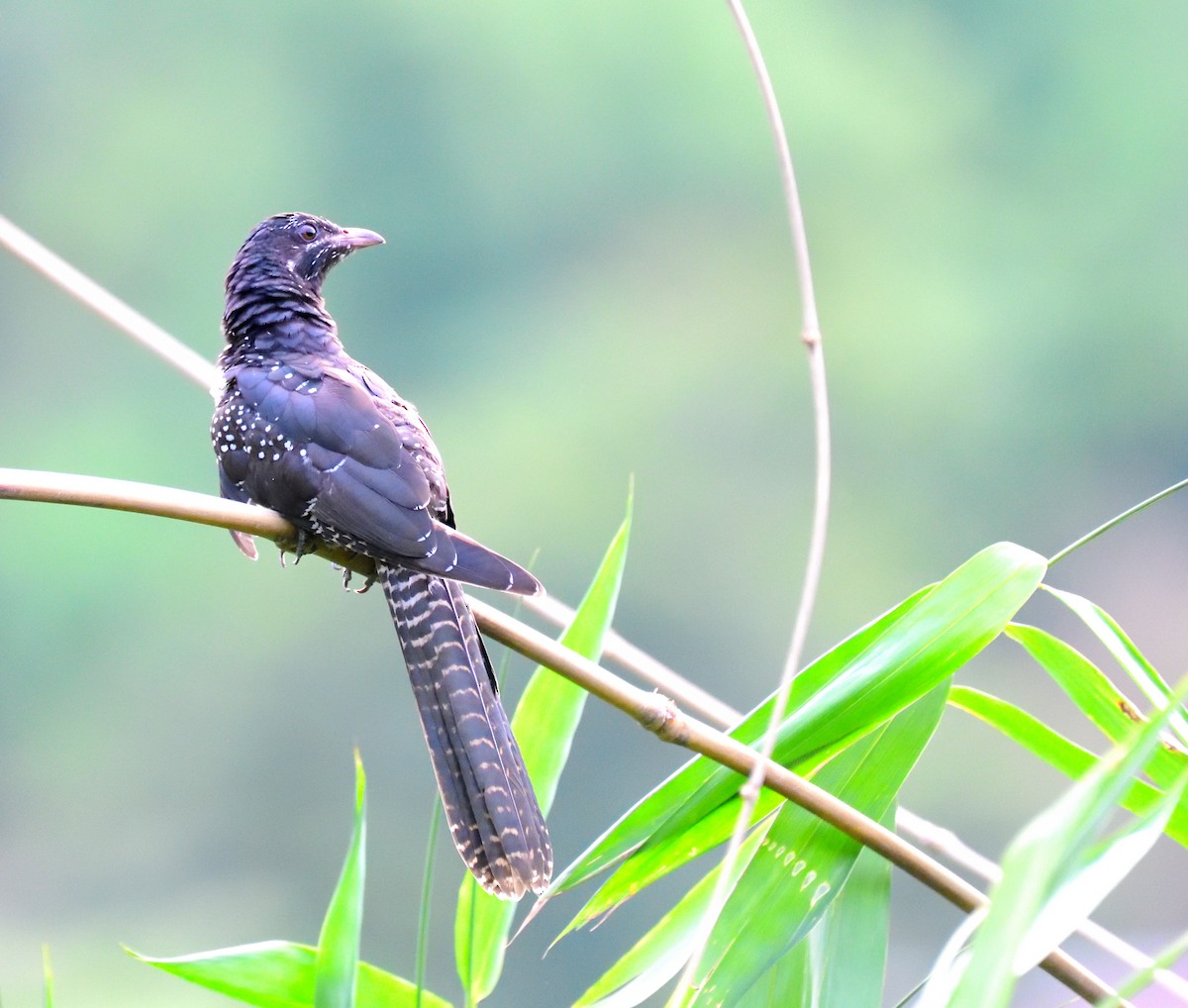 Asian Koel - ML619935968