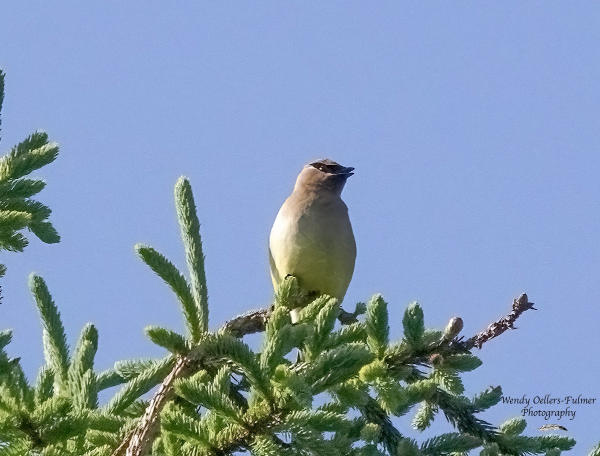 Cedar Waxwing - ML619936001