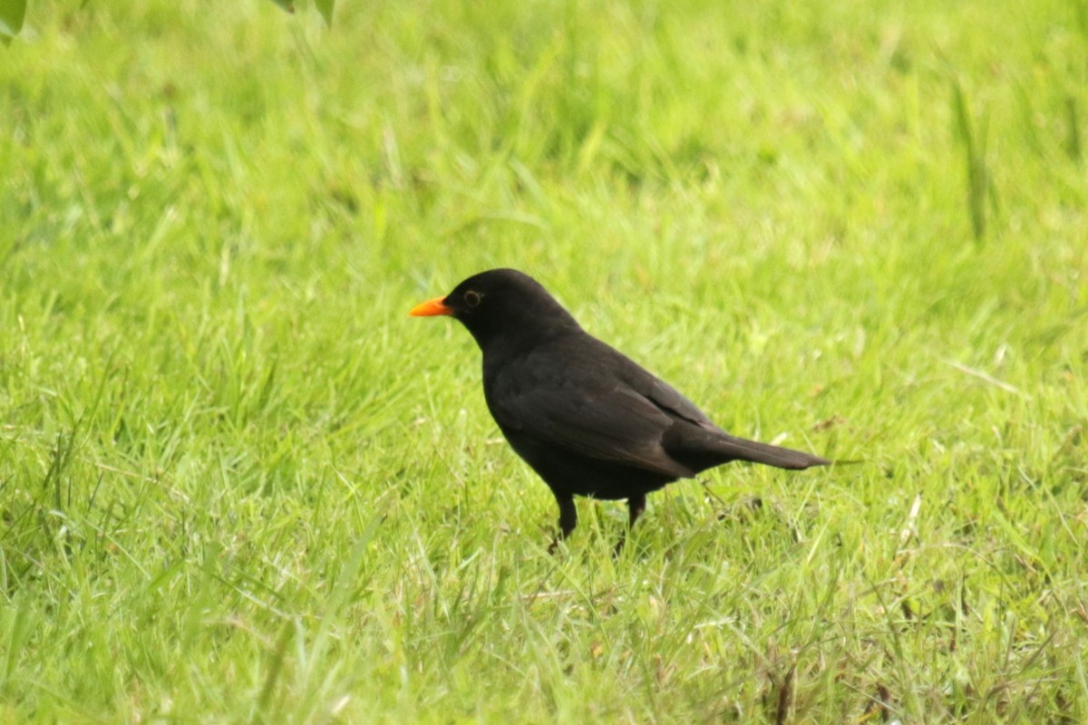 Eurasian Blackbird - ML619936048