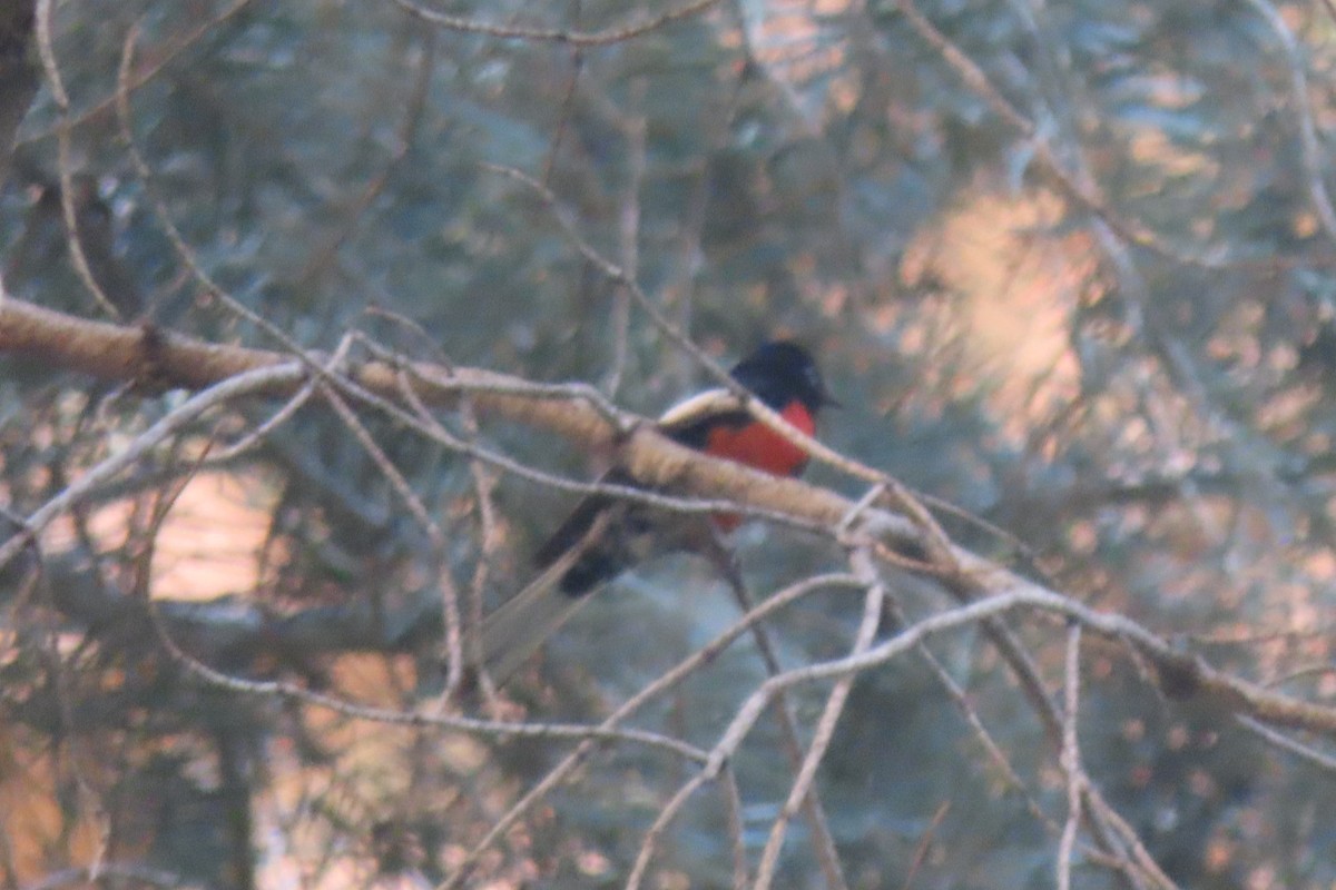 Painted Redstart - ML619936059