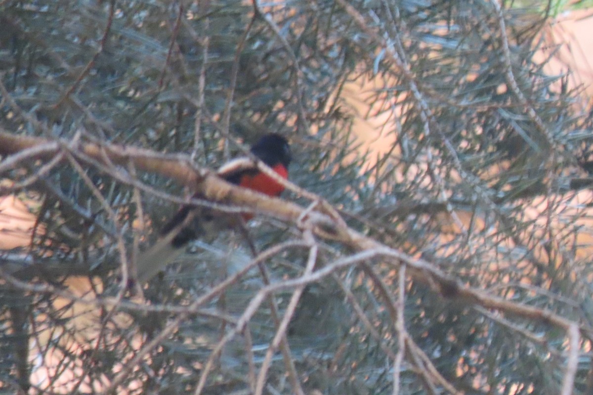 Painted Redstart - ML619936062