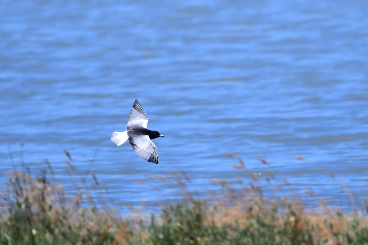 White-winged Tern - ML619936078
