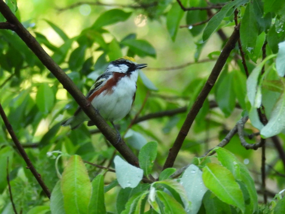 Chestnut-sided Warbler - ML619936091