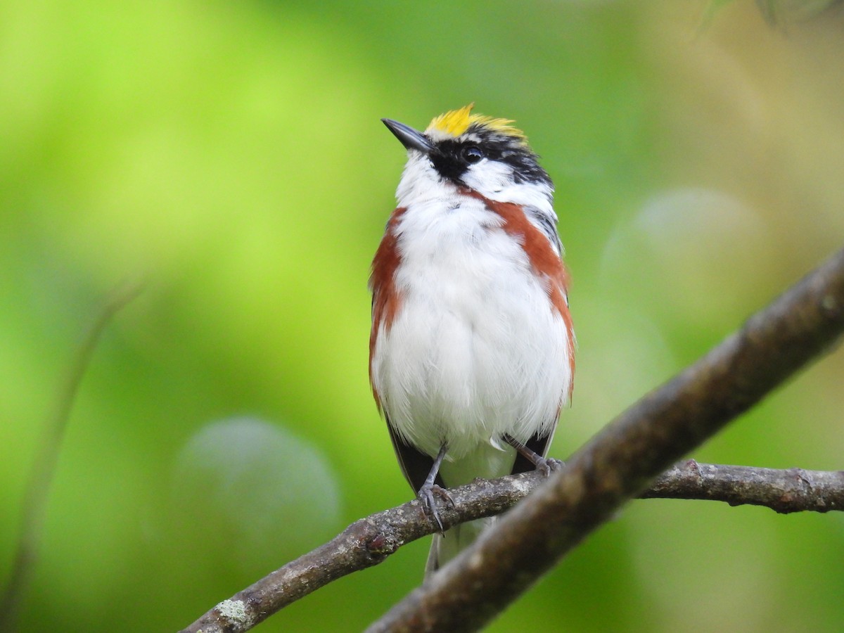 Chestnut-sided Warbler - ML619936094