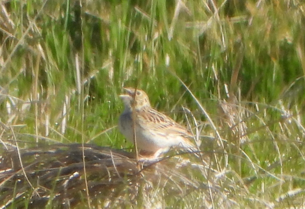 Baird's Sparrow - ML619936101